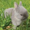 Netherland Dwarfs for Sale