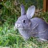 RABBIT