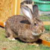 flemish giant rabbit for sale​