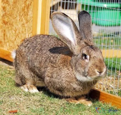 flemish giant rabbit for sale​