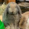 Mini lop bunny
